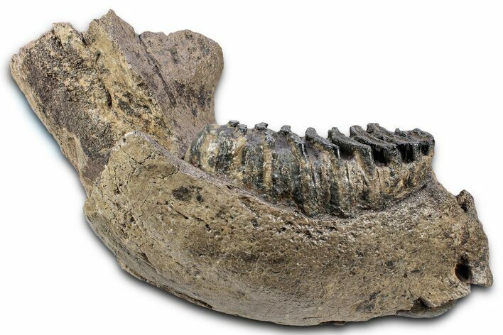 Southern Mammoth Partial Mandible with M Molar - Hungary #337194